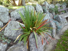 Xeronema callistemon