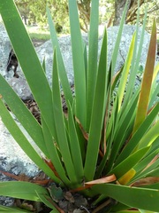 Xeronema callistemon