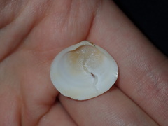 Pseudarcopagia botanica