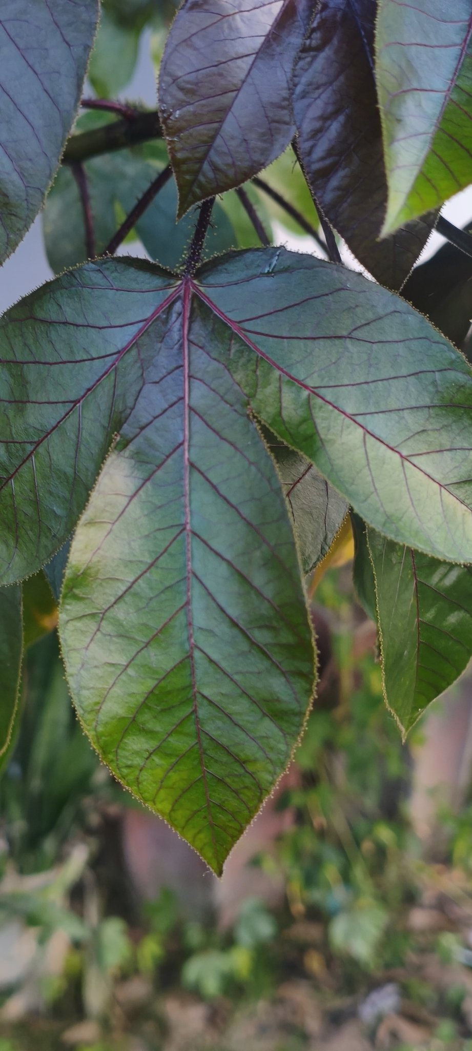 Jatropha gossypiifolia