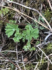 Alchemilla mollis