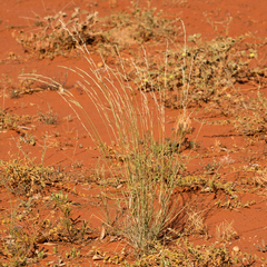 Aristida jerichoensis