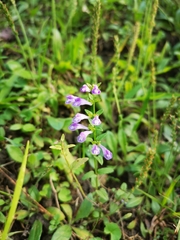 Scutellaria barbata