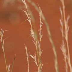Aristida jerichoensis