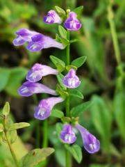 Scutellaria barbata
