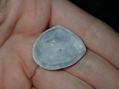 Macomona deltoidalis