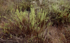 Artemisia monosperma