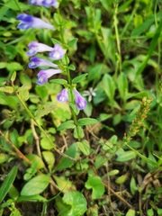 Scutellaria barbata