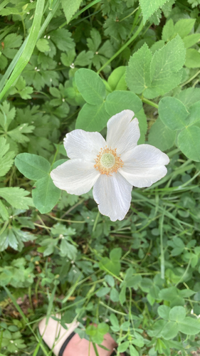 Наблюдение на iNaturalist