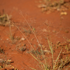 Panicum effusum