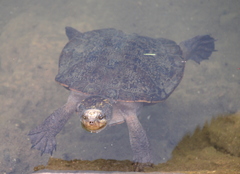 Irwin's Snapping Turtle photo 2