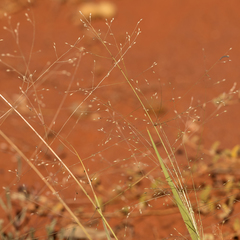 Panicum effusum