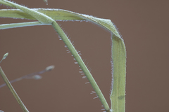 Panicum effusum