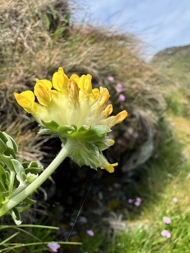 Common Kidney-Vetch