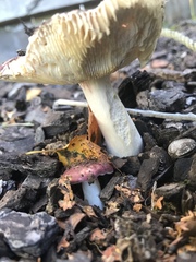 Russula nitida