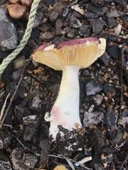 Russula nitida