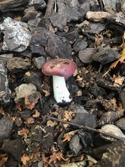Russula nitida
