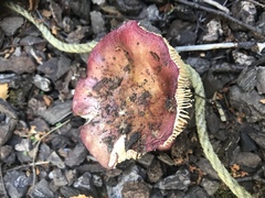 Russula nitida