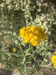 Psilostrophe gnaphalodes