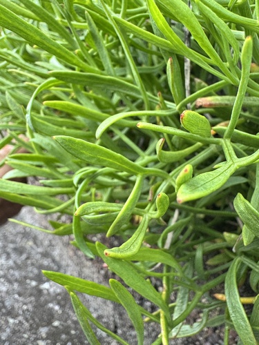 rock samphire