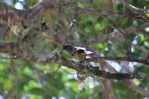 Yellow-winged Tanager