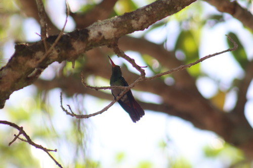 Rufous-tailed Hummingbird