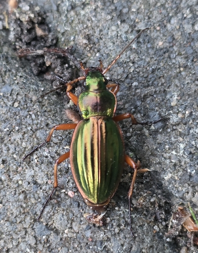 Golden Ground Beetle