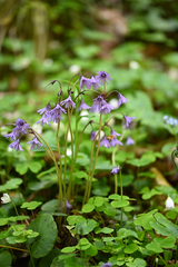 Soldanella hungarica
