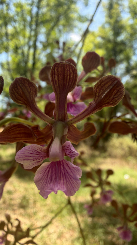Encyclia hanburyi (Lindl.) Schltr.