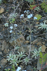 Eritrichium incanum