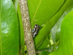 Litoria dentata