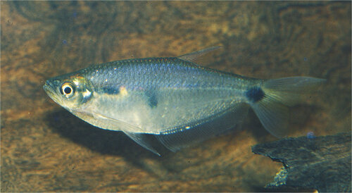 Blauwe zweep-tetra (Paragoniates alburnus) — Characidae