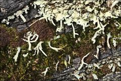 Cladonia corniculata