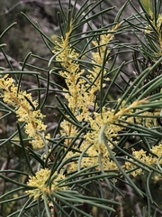 Hakea nodosa