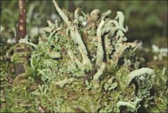Cladonia rigida