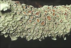 Flavoparmelia rutidota