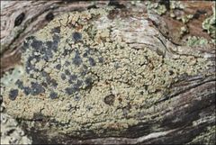 Hypocenomyce australis