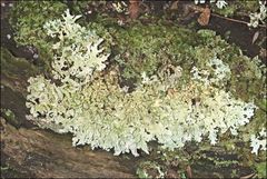 Hypogymnia subphysodes