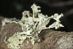 Ramalina inflata