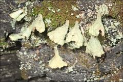 Thysanothecium scutellatum