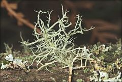 Usnea inermis