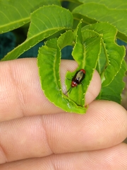 Phyllocharis gracilis