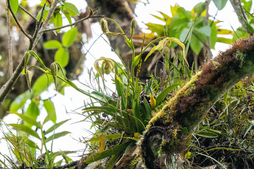 Phragmipedium caudatum, photograph 2