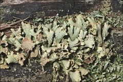 Thysanothecium scutellatum