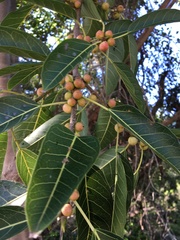 Ficus racemosa