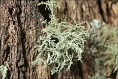 Usnea inermis