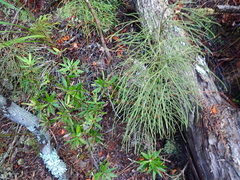 Leucopogon fasciculatus