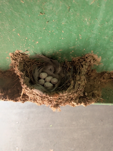 Barn Swallow
