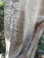 Ficus racemosa