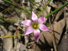Romulea rosea australis